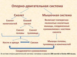 Опорно-двигательный аппарат