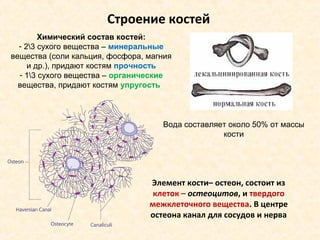 Строение костей 
Элемент кости– остеон, состоит из 
клеток – остеоцитов, и твердого 
межклеточного вещества. В центре 
остеона канал для сосудов и нерва 
Химический состав костей: 
- 23 сухого вещества – минеральные 
вещества (соли кальция, фосфора, магния 
и др.), придают костям прочность 
- 13 сухого вещества – органические 
вещества, придают костям упругость 
Вода составляет около 50% от массы 
кости 
 