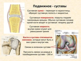 Подвижное - суставы 
Суставная сумка – переходит в надкостницу, 
образует суставную полость с жидкостью 
Суставные поверхности, покрыты гладким 
гиалиновым хрящом. Обычно суставная головка 
одной кости входит в суставную впадину другой 
Суставная жидкость 
внутри сумки служит для 
уменьшения трения 
Кости в суставе стягиваются 
связками, которые могут быть и 
вне сумки и внутри нее. 
Связки в коленном суставе 
Прочность связок на разрыв в 
тазобедренном суставе – 350 кг 
 