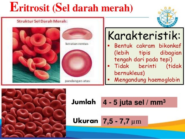 Bentuk eritrosit leukosit dan trombosit