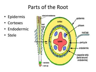 8 6. Structure and function of plant organs | PPTX