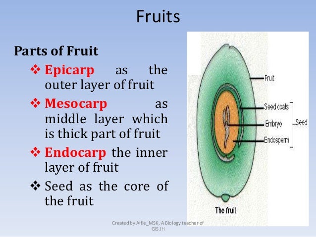 what are the functions of stomata and lenticels what are the functions of stomata and lenticels