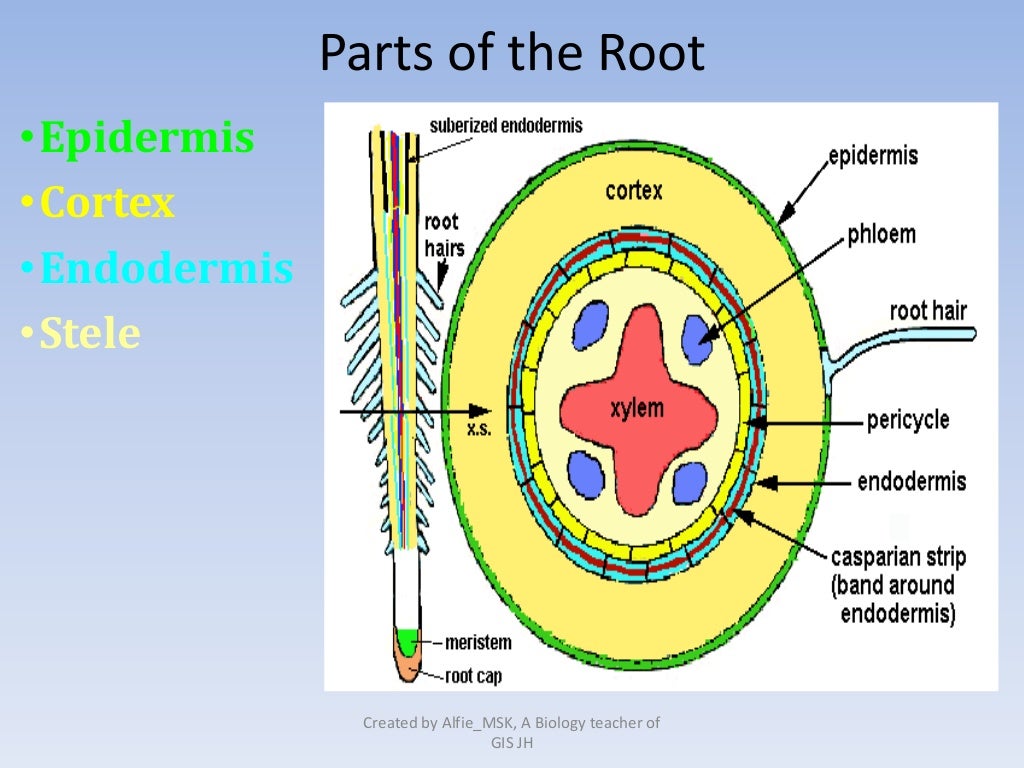 8 6. Structure and function of plant organs