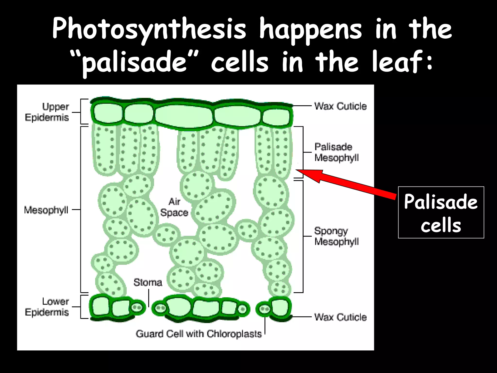 25/02/13
Photosynthesis happens in the
 “palisade” cells in the leaf:



                           Palisade
                             cells
 