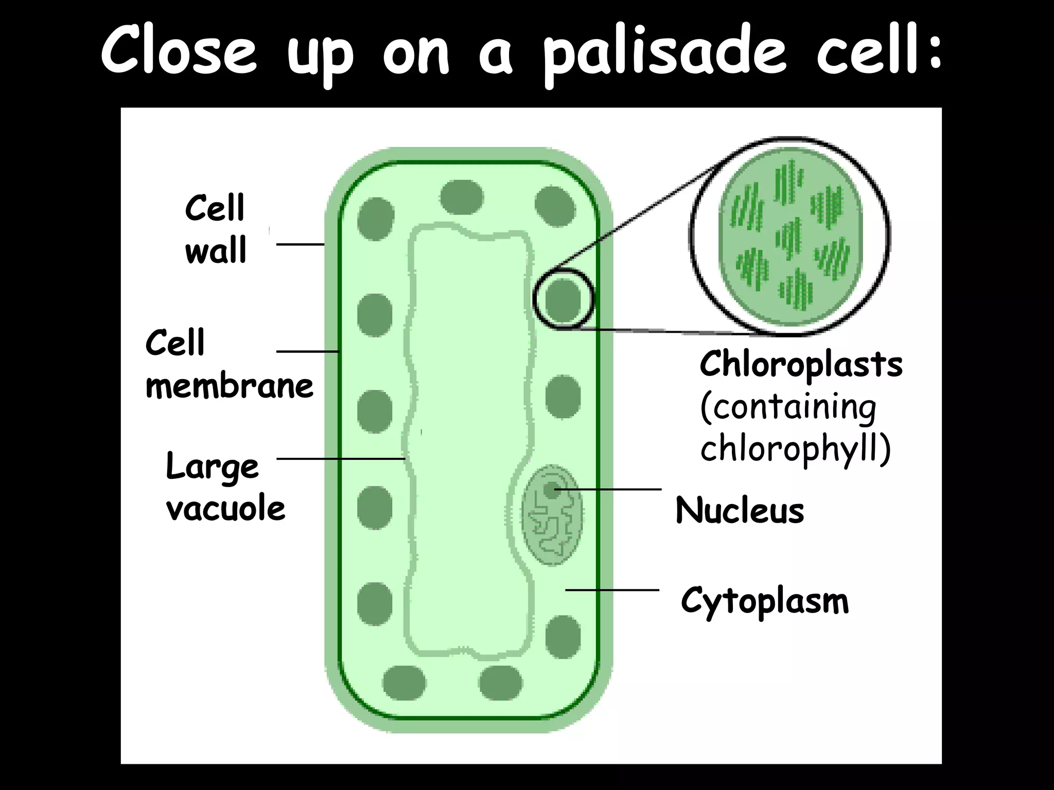 Close up on a palisade cell:
                            25/02/13




   Cell
   wall

 Cell
                    Chloroplasts
 membrane
                    (containing
                    chlorophyll)
  Large
  vacuole         Nucleus

                   Cytoplasm
 