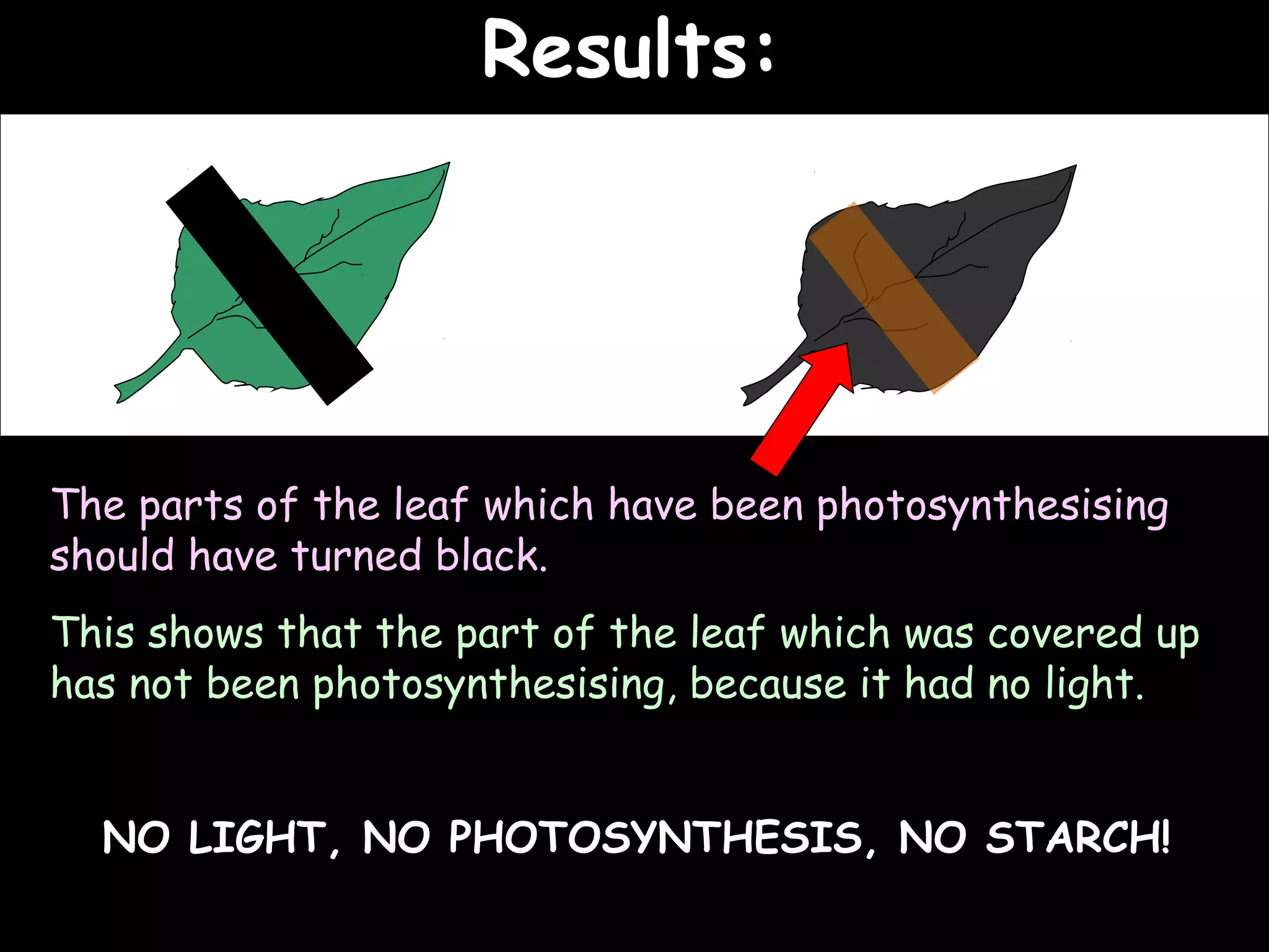 Results:                 25/02/13




The parts of the leaf which have been photosynthesising
should have turned black.
This shows that the part of the leaf which was covered up
has not been photosynthesising, because it had no light.


  NO LIGHT, NO PHOTOSYNTHESIS, NO STARCH!
 
