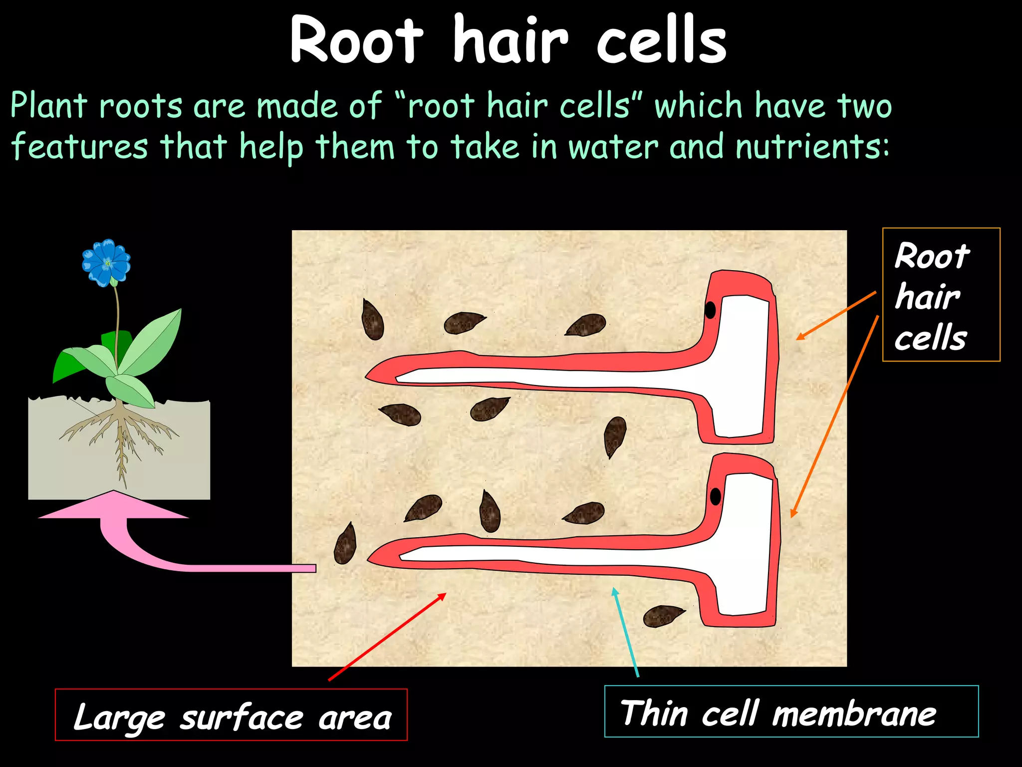 Root hair cells                 25/02/13


Plant roots are made of “root hair cells” which have two
features that help them to take in water and nutrients:


                                                            Root
                                                            hair
                                                            cells




   Large surface area                 Thin cell membrane
 