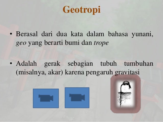 Bagian tubuh tumbuhan yang melakukan gerak hidrotropi adalah
