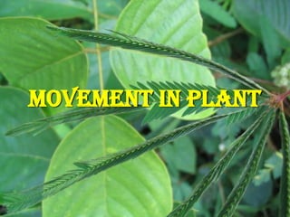 MOVEMENT IN PLANT
 