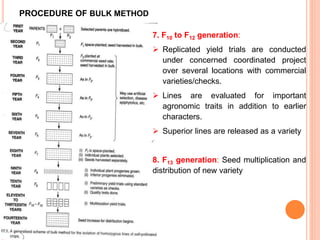 PROCEDURE OF BULK METHOD
7. F10 to F12 generation:
 Replicated yield trials are conducted
under concerned coordinated project
over several locations with commercial
varieties/checks.
 Lines are evaluated for important
agronomic traits in addition to earlier
characters.
 Superior lines are released as a variety
8. F13 generation: Seed multiplication and
distribution of new variety
 