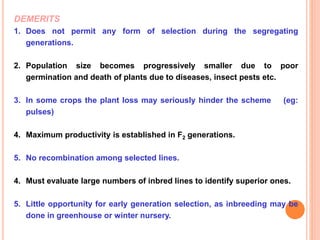 DEMERITS
1. Does not permit any form of selection during the segregating
generations.
2. Population size becomes progressively smaller due to poor
germination and death of plants due to diseases, insect pests etc.
3. In some crops the plant loss may seriously hinder the scheme (eg:
pulses)
4. Maximum productivity is established in F2 generations.
5. No recombination among selected lines.
4. Must evaluate large numbers of inbred lines to identify superior ones.
5. Little opportunity for early generation selection, as inbreeding may be
done in greenhouse or winter nursery.
 