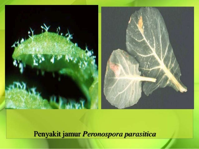 8 9 Hama Penyakit Pd Tanaman