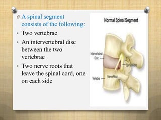 O A spinal segment
consists of the following:
• Two vertebrae
• An intervertebral disc
between the two
vertebrae
• Two nerve roots that
leave the spinal cord, one
on each side
 