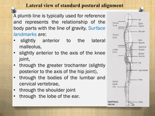 A plumb line is typically used for reference
and represents the relationship of the
body parts with the line of gravity. Surface
landmarks are:
• slightly anterior to the lateral
malleolus,
• slightly anterior to the axis of the knee
joint,
• through the greater trochanter (slightly
posterior to the axis of the hip joint),
• through the bodies of the lumbar and
cervical vertebrae,
• through the shoulder joint
• through the lobe of the ear.
Lateral view of standard postural alignment
 
