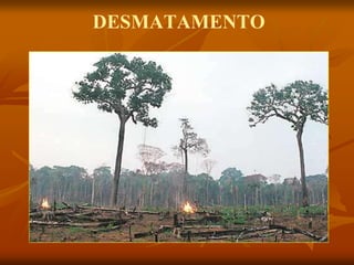 DESMATAMENTO
 