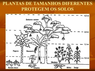 PLANTAS DE TAMANHOS DIFERENTES
PROTEGEM OS SOLOS
 
