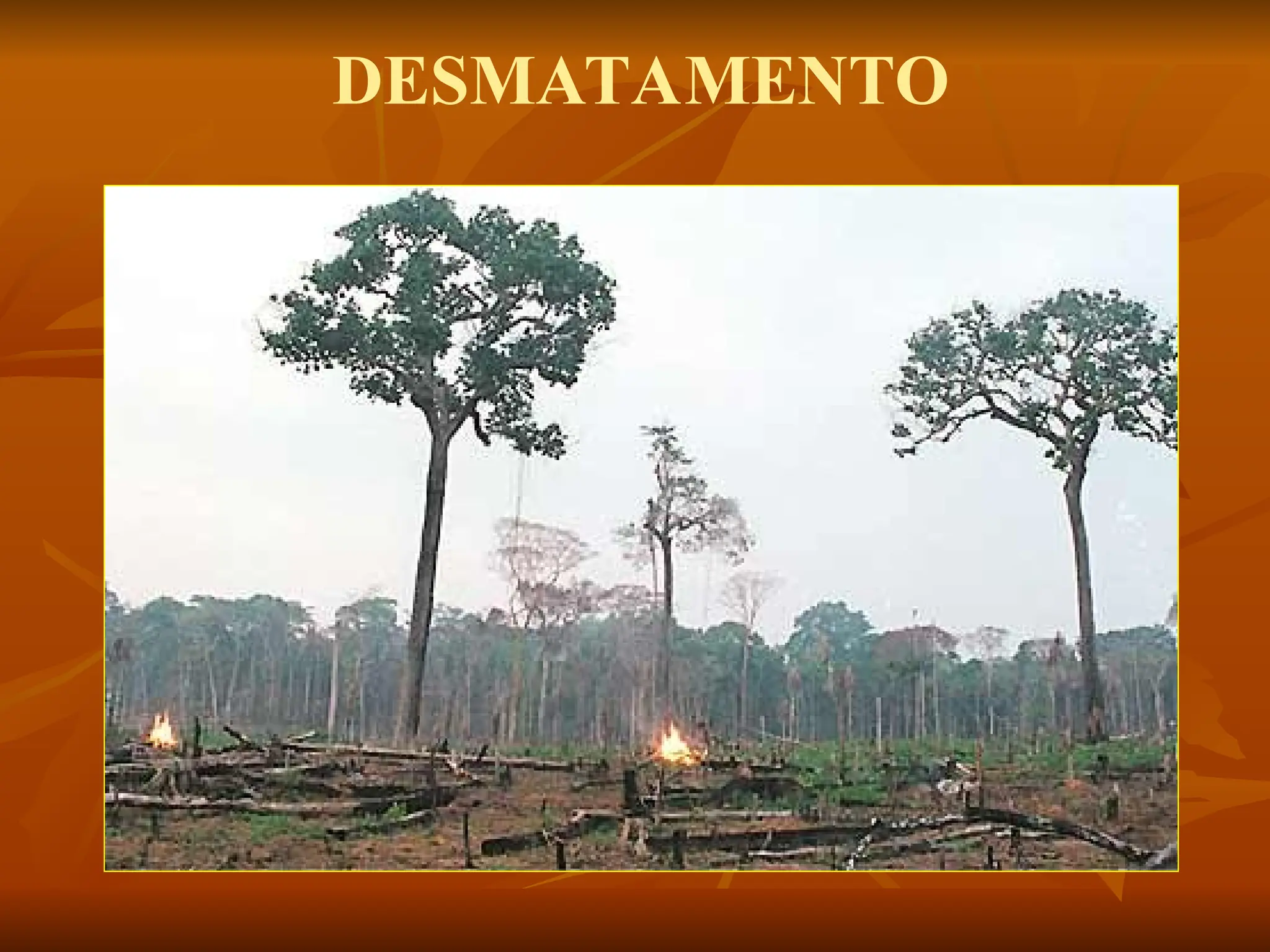 DESMATAMENTO
 
