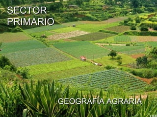 SECTOR
PRIMARIO




           GEOGRAFÍA AGRARIA
 
