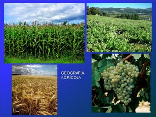GEOGRAFÍA
AGRÍCOLA
 