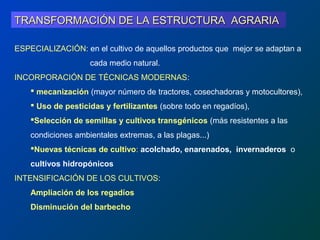 TRANSFORMACIÓN DE LA ESTRUCTURA AGRARIA

ESPECIALIZACIÓN: en el cultivo de aquellos productos que mejor se adaptan a
                    cada medio natural.
INCORPORACIÓN DE TÉCNICAS MODERNAS:
     mecanización (mayor número de tractores, cosechadoras y motocultores),
     Uso de pesticidas y fertilizantes (sobre todo en regadíos),
    Selección de semillas y cultivos transgénicos (más resistentes a las
    condiciones ambientales extremas, a las plagas...)
    Nuevas técnicas de cultivo: acolchado, enarenados, invernaderos o
    cultivos hidropónicos
INTENSIFICACIÓN DE LOS CULTIVOS:
    Ampliación de los regadíos
    Disminución del barbecho
 