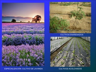 CULTIVOS ENARENADOS




ESPECIALIZACIÓN: CULTIVO DE LAVANDA   CULTIVOS ACOLCHADOS
 