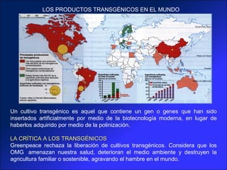LOS PRODUCTOS TRANSGÉNICOS EN EL MUNDO




Un cultivo transgénico es aquel que contiene un gen o genes que han sido
insertados artificialmente por medio de la biotecnología moderna, en lugar de
haberlos adquirido por medio de la polinización.

LA CRÍTICA A LOS TRANSGÉNICOS
Greenpeace rechaza la liberación de cultivos transgénicos. Considera que los
OMG amenazan nuestra salud, deterioran el medio ambiente y destruyen la
agricultura familiar o sostenible, agravando el hambre en el mundo.
 
