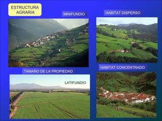 ESTRUCTURA
  AGRARIA            MINIFUNDIO      HABITAT DISPERSO




                                   HABITAT CONCENTRADO
    TAMAÑO DE LA PROPIEDAD


                      LATIFUNDIO
 