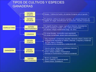 TIPOS DE CULTIVOS Y ESPECIES
        GANADERAS

               ESPAÑA
                             Escaso.- Cultivos de huerta y de plantas forrajeras para el ganado
               HÚMEDA

                ESPAÑA       En páramos: cultivos de secano (cereales, vid, cebada) Extensión del
               INTERIOR      regadío. En vegas: diversificación de producción, industria conservera


                             En regadío (huertas y vegas): agricultura intensiva, diversidad de
                 ESPAÑA
AGRICULTURA                  Cultivos (hortalizas, frutales, arroz, cultivos subtropicales…)
              MEDITERRÁNEA
                             En secano: trilogía mediterránea (trigo, vid, olivo)

                             En zonas litorales: monocultivo para exportación
               CANARIAS
                             En zonas montañosas: secano para autoconsumo

                             • Muy importante: condiciones naturales, demanda urbana y éxodo rural
               ESPAÑA        • Explotaciones pequeñas en Galicia y Asturias, y mayores y modernas
               HÚMEDA          en País Vasco y Cantabria
                             • Problema de los excedentes y cuotas de la UE

                             •Vacuno cárnico: Sistemas montañosos interiores
 GANADERÍA      ESPAÑA       •Vacuno lácteo: Castilla-León
               INTERIOR      •Ovino: ambas Castillas y Extremadura
                             •Dehesas en Extremadura y Andalucía occidental

                             •Bovino en Cataluña
                 ESPAÑA
                             •Ovino: Cataluña y zonas de secano
              MEDITERRÁNEA
                             •Reses bravas: Guadalquivir
 