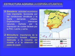 ESTRUCTURA AGRARIA LA ESPAÑA ATLÁNTICA

 Ganadería: actividad económica
  más importante, favorecida por
  las condiciones climáticas y la
  fuerte    demanda        urbana.
  Explotaciones         intensivas
  vacunas.    Dañada      por    la
  imposición de cuotas lácteas por
  la PAC. Leche y carne.

 Silvicultura: Importancia de la
  explotación forestal. Madera
  destinada a la industria del
  mueble o a la obtención de
  pasta de papel.
 