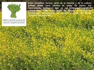 Estas hortalizas forman parte de la historia y de la cultura
gallega desde hace cientos de años. De hecho, los
historiadores sostienen que ya los cultivaban nuestros
antepasados 3.000 años antes de Cristo, e incluso se
encontraron documentos de compra y venta de tierras
"nabales" del siglo XIII.
 