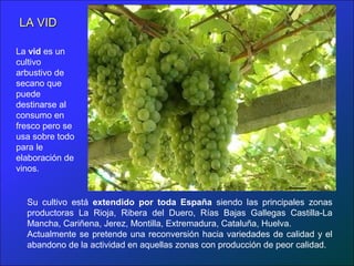 LA VID

La vid es un
cultivo
arbustivo de
secano que
puede
destinarse al
consumo en
fresco pero se
usa sobre todo
para le
elaboración de
vinos.


  Su cultivo está extendido por toda España siendo las principales zonas
  productoras La Rioja, Ribera del Duero, Rías Bajas Gallegas Castilla-La
  Mancha, Cariñena, Jerez, Montilla, Extremadura, Cataluña, Huelva.
  Actualmente se pretende una reconversión hacia variedades de calidad y el
  abandono de la actividad en aquellas zonas con producción de peor calidad.
 