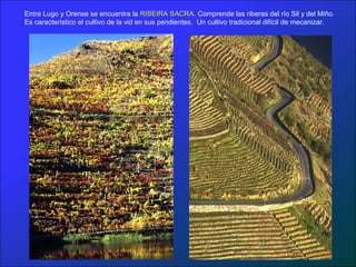 Entre Lugo y Orense se encuentra la RIBEIRA SACRA. Comprende las riberas del río Sil y del Miño.
Es característico el cultivo de la vid en sus pendientes. Un cultivo tradicional difícil de mecanizar.
 
