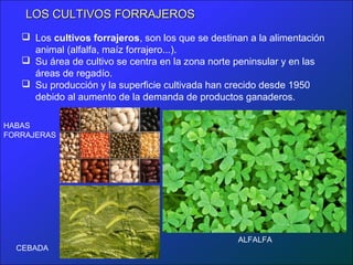 LOS CULTIVOS FORRAJEROS
    Los cultivos forrajeros, son los que se destinan a la alimentación
     animal (alfalfa, maíz forrajero...).
    Su área de cultivo se centra en la zona norte peninsular y en las
     áreas de regadío.
    Su producción y la superficie cultivada han crecido desde 1950
     debido al aumento de la demanda de productos ganaderos.

HABAS
FORRAJERAS




                                                   ALFALFA
  CEBADA
 