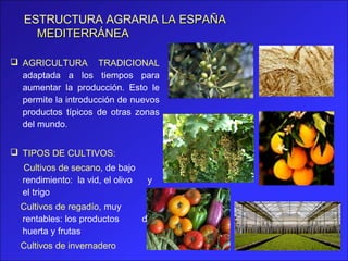 ESTRUCTURA AGRARIA LA ESPAÑA
     MEDITERRÁNEA

 AGRICULTURA TRADICIONAL
  adaptada a los tiempos para
  aumentar la producción. Esto le
  permite la introducción de nuevos
  productos típicos de otras zonas
  del mundo.


 TIPOS DE CULTIVOS:
  Cultivos de secano, de bajo
  rendimiento: la vid, el olivo    y
  el trigo
  Cultivos de regadío, muy
  rentables: los productos        de
  huerta y frutas
  Cultivos de invernadero
 