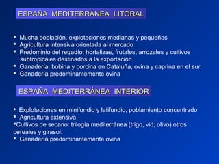 ESPAÑA MEDITERRÁNEA LITORAL


 Mucha población, explotaciones medianas y pequeñas
 Agricultura intensiva orientada al mercado
 Predominio del regadío; hortalizas, frutales, arrozales y cultivos
  subtropicales destinados a la exportación
 Ganadería: bobina y porcina en Cataluña, ovina y caprina en el sur.
 Ganadería predominantemente ovina


  ESPAÑA MEDITERRÁNEA INTERIOR

 Explotaciones en minifundio y latifundio, poblamiento concentrado
 Agricultura extensiva.
Cultivos de secano: trilogía mediterránea (trigo, vid, olivo) otros
cereales y girasol.
 Ganadería predominantemente ovina
 