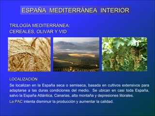 ESPAÑA MEDITERRÁNEA INTERIOR

TRILOGÍA MEDITERRÁNEA:
CEREALES, OLIVAR Y VID




LOCALIZACIÓN
Se localizan en la España seca o semiseca, basada en cultivos extensivos para
adaptarse a las duras condiciones del medio.  Se ubican en casi toda España,
salvo la España Atlántica, Canarias, alta montaña y depresiones litorales.
La PAC intenta disminuir la producción y aumentar la calidad.
 