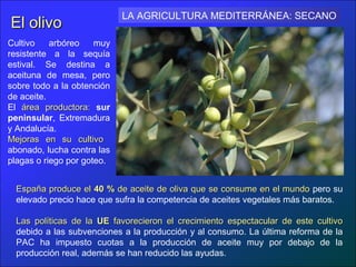 LA AGRICULTURA MEDITERRÁNEA: SECANO
El olivo
Cultivo    arbóreo    muy
resistente a la sequía
estival. Se destina a
aceituna de mesa, pero
sobre todo a la obtención
de aceite.
El área productora: sur
peninsular, Extremadura
y Andalucía.
Mejoras en su cultivo
abonado, lucha contra las
plagas o riego por goteo.


  España produce el 40 % de aceite de oliva que se consume en el mundo pero su
  elevado precio hace que sufra la competencia de aceites vegetales más baratos.

  Las políticas de la UE favorecieron el crecimiento espectacular de este cultivo
  debido a las subvenciones a la producción y al consumo. La última reforma de la
  PAC ha impuesto cuotas a la producción de aceite muy por debajo de la
  producción real, además se han reducido las ayudas.
 