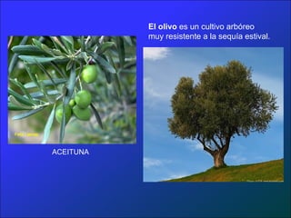 El olivo es un cultivo arbóreo
           muy resistente a la sequía estival.




ACEITUNA
 