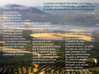 La poesía de Miguel Hernández es el himno
                                          oficial de la provincia de Jaen. La alianza entre
MIGUEL HERNANDEZ
                                          el poeta y la tierra de los olivos por excelencia.
ACEITUNEROS
Andaluces de Jaén,
aceituneros altivos,
decidme en el alma: ¿quién,
quién levantó los olivos?      Andaluces de Jaén,
No los levantó la nada,        aceituneros altivos,
ni el dinero, ni el señor,     decidme en el alma: ¿quién
sino la tierra callada,        amamantó los olivos?             ¡Cuántos siglos de aceituna,
el trabajo y el sudor.         Vuestra sangre, vuestra vida,    los pies y las manos presos,
Unidos al agua pura            no la del explotador             sol a sol y luna a luna,
y a los planetas unidos,       que se enriqueció en la herida   pesan sobre vuestros huesos!
los tres dieron la hermosura   generosa del sudor.              Andaluces de Jaén,
de los troncos retorcidos.     No la del terrateniente          aceituneros altivos,
Levántate, olivo cano,         que os sepultó en la pobreza,    pregunta mi alma: ¿de quién,
dijeron al pie del viento.     que os pisoteó la frente,        de quién son estos olivos?
Y el olivo alzó una mano       que os redujo la cabeza.         Jaén, levántate brava
poderosa de cimiento.          Árboles que vuestro afán         sobre tus piedras lunares,
                               consagró al centro del día       no vayas a ser esclava
                               eran principio de un pan         con todos tus olivares.
                               que sólo el otro comía.          Dentro de la claridad
                                                                del aceite y sus aromas,
                                                                indican tu libertad
                                                                la libertad de tus lomas.
 