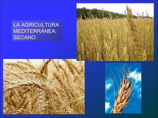 LA AGRICULTURA
MEDITERRÁNEA:
SECANO
 