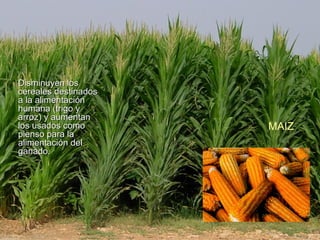 Disminuyen los
cereales destinados
a la alimentación
humana (trigo y
arroz) y aumentan
los usados como       MAIZ
pienso para la
alimentación del
ganado.
 