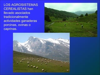 LOS AGROSISTEMAS
CEREALISTAS han
llevado asociados
tradicionalmente
actividades ganaderas
porcinas, ovinas o
caprinas.
 