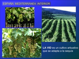ESPAÑA MEDITERRÁNEA INTERIOR




                       LA VID es un cultivo arbustivo
                       que se adapta a la sequía
 