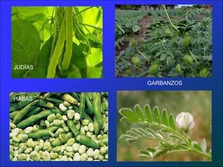 JUDÍAS

         GARBANZOS

HABAS
 