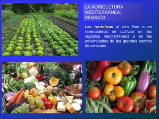 LA AGRICULTURA
MEDITERRÁNEA:
REGADÍO

Las hortalizas al aire libre o en
invernaderos se cultivan en los
regadíos mediterráneos o en las
proximidades de los grandes centros
de consumo.
 