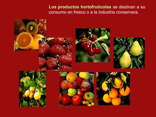 Los productos hortofrutícolas se destinan a su
consumo en fresco o a la industria conservera.
 