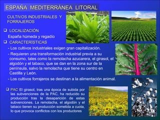 ESPAÑA MEDITERRÁNEA LITORAL
  CULTIVOS INDUSTRIALES Y
  FORRAJEROS

 LOCALIZACIÓN
 España húmeda y regadío
 CARACTERÍSTICAS
 - Los cultivos industriales exigen gran capitalización.
 - Requieren una transformación industrial previa a su
  consumo, tales como la remolacha azucarera, el girasol, el
  algodón y el tabaco, que se dan en la zona sur de la
  península, salvo la remolacha que tiene su centro en
  Castilla y León.
 - Los cultivos forrajeros se destinan a la alimentación animal.

  PAC El girasol, tras una época de subida por
   las subvenciones de la PAC, ha reducido su
   producción tras la desaparición de estas
   subvenciones. La remolacha, el algodón y el
   tabaco tienen su producción sometida a cuota,
   lo que provoca conflictos con los productores
 