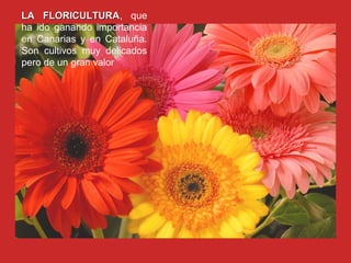 LA FLORICULTURA, que
     FLORICULTURA
ha ido ganando importancia
en Canarias y en Cataluña.
Son cultivos muy delicados
pero de un gran valor
 