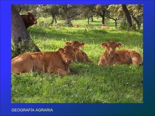 GEOGRAFÍA AGRARIA
 