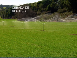 CEBADA DE
REGADÍO
 